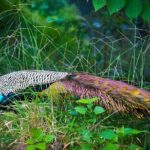 Private Tour from Ella to Tangalle with Udawalawe Safari - Authentic Feedback from Travelers