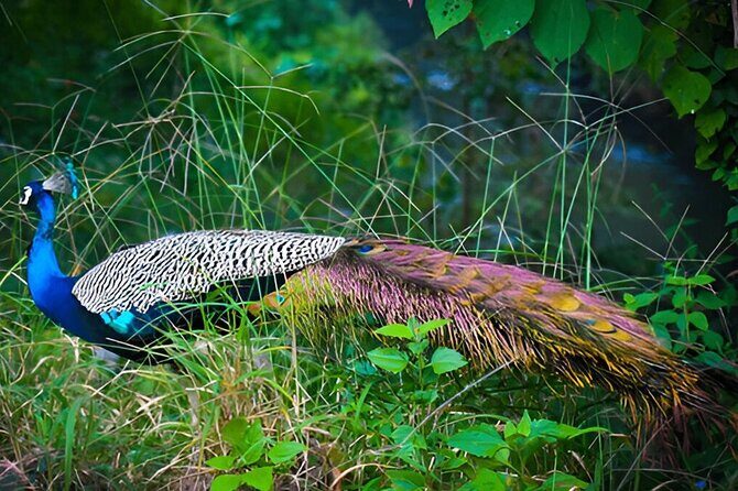 Private Tour from Ella to Tangalle with Udawalawe Safari - Authentic Feedback from Travelers