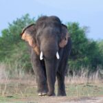 Private Tour from Mirissa to Ella with Udawalawe Safari - What Makes This Tour Stand Out