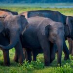 Private Tour from Mirissa to Ella with Udawalawe Safari - The Sum Up: Who Is This Tour Best For?