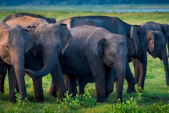 Private Tour from Mirissa to Ella with Udawalawe Safari - The Sum Up: Who Is This Tour Best For?