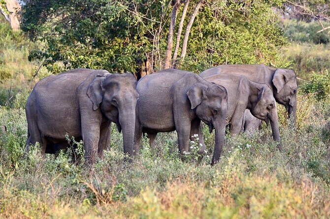 Private Tour from Mirissa to Ella with Udawalawe Safari - Why This Tour Offers Great Value