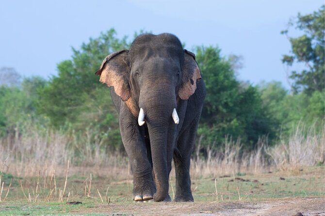 Private Tour from Mirissa to Ella with Udawalawe Safari - What Makes This Tour Stand Out