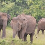 Private Tour from Polonnaruwa to Kandy with Wasgamuwa Safari - Who is This Tour Best Suited For?