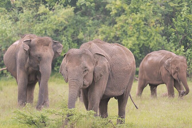 Private Tour from Polonnaruwa to Kandy with Wasgamuwa Safari - Exploring Wasgamuwa National Park