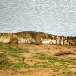 Private Tour from Tangalle to Ella with Udawalawe Safari - Authentic Insights from Reviews