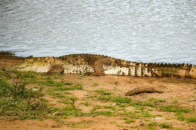 Private Tour from Tangalle to Ella with Udawalawe Safari - Authentic Insights from Reviews