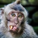 Private Tour Highlights of Ubud - In-Depth Look at the Itinerary