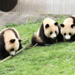 Private tour in Chengdu Panda Base and Leshan Giant Buddha - Exploring the Itinerary in Detail