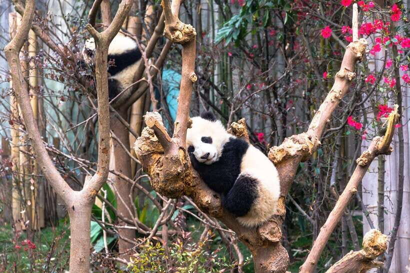 Private tour in Chengdu Panda Base and Leshan Giant Buddha - Analyzing the Price and Value