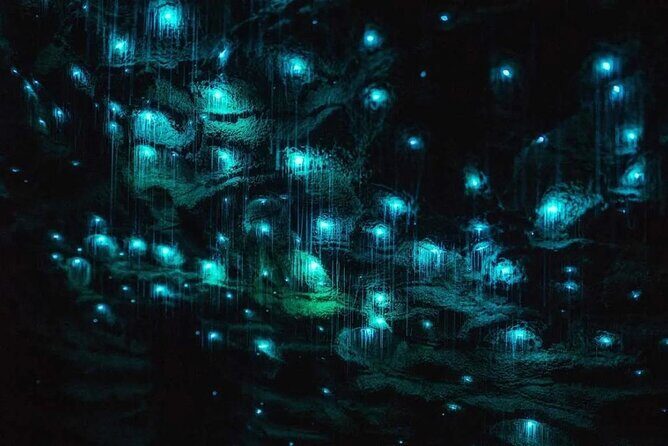 Private Tour: Ruakuri Cave, Waitomo Glowworm & Hobbiton Movie Set - Waiting for the Glow: Waitomo Glowworm Caves