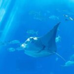 Private Tour Stingray City and One Snorkeling Stop - Who Should Consider This Tour?