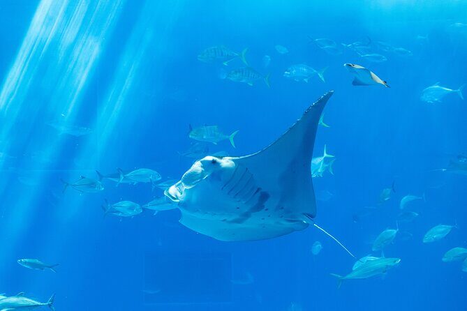 Private Tour Stingray City and One Snorkeling Stop - Who Should Consider This Tour?