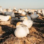 Private tour to Cape Kidnappers Gannet Colony - Why This Tour Is a Must-Do