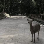 Private tour to Nara and Inari with Spanish-speaking Guide - What Sets This Tour Apart