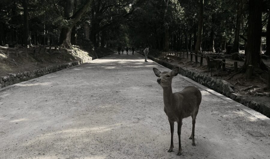 Private tour to Nara and Inari with Spanish-speaking Guide - What Sets This Tour Apart