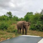 Private Tour : Udawalawe National Park Safari - Who Should Consider This Tour?