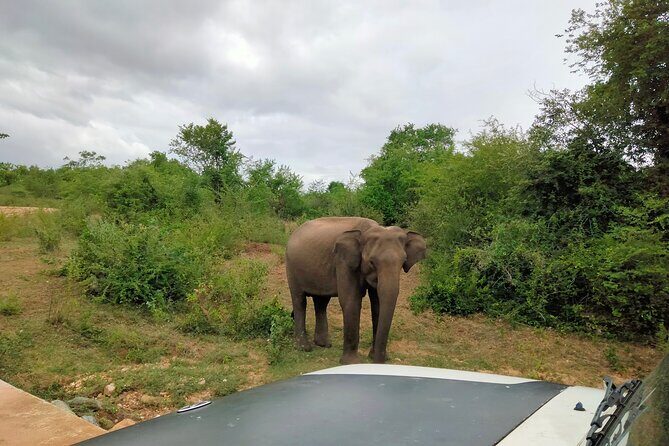 Private Tour : Udawalawe National Park Safari - Who Should Consider This Tour?