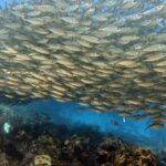 Private Two-Tank Shore Dive for Solo Cruise Travelers in Bonaire - The Itinerary: What to Expect from Start to Finish