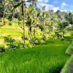Private Ubud Highlights Midday Tour with Flexible Pickup - What to Expect from Your Ubud Day