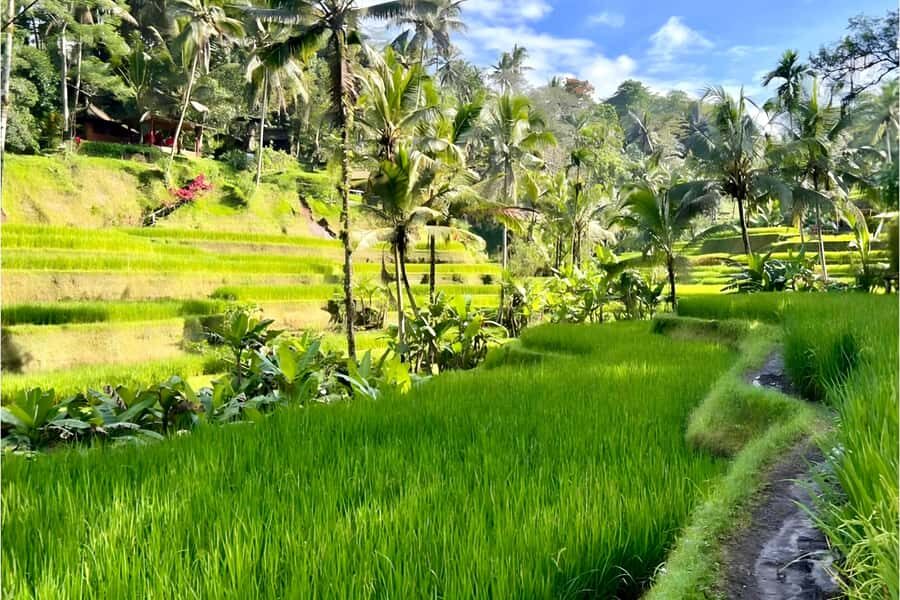 Private Ubud Highlights Midday Tour with Flexible Pickup - What to Expect from Your Ubud Day