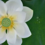 Private Uji Experience: Byodoin and Tea Culture in Luxury - Why This Tour Excels for the Right Traveler