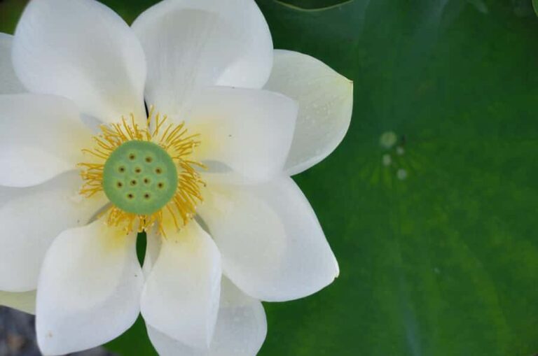 Private Uji Experience: Byodoin and Tea Culture in Luxury - Personalized Guided Tour Inside Byodoin