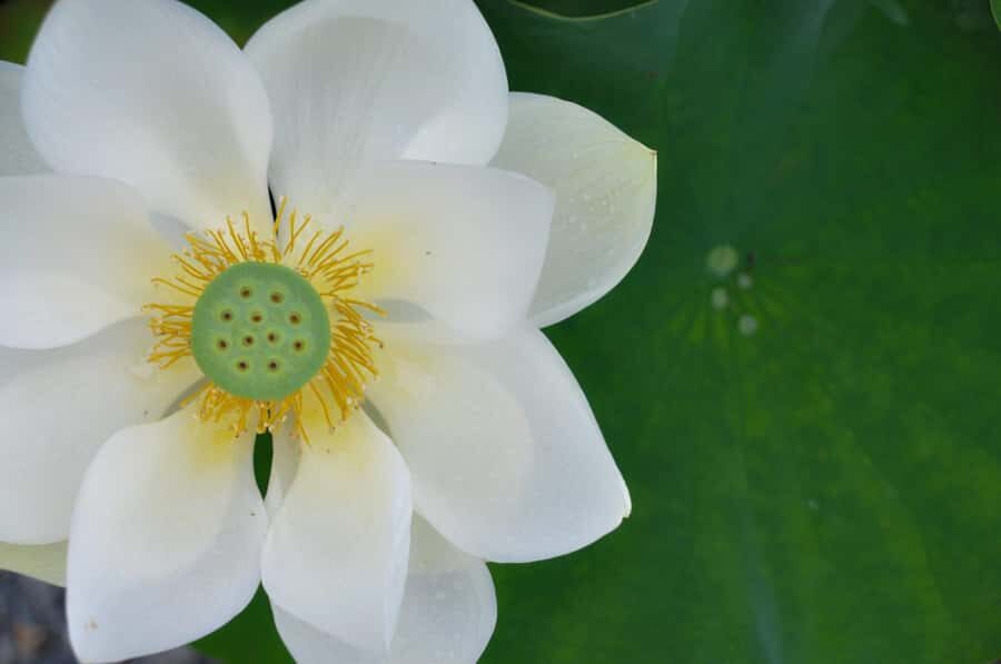 Private Uji Experience: Byodoin and Tea Culture in Luxury - Personalized Guided Tour Inside Byodoin