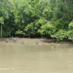 Private Unseen Mangrove Forest and Floating & Railway Market - What Makes This Tour Special