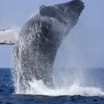 Private Whale Watching Tour by Luxury Speedboat from Mirissa - Final Verdict
