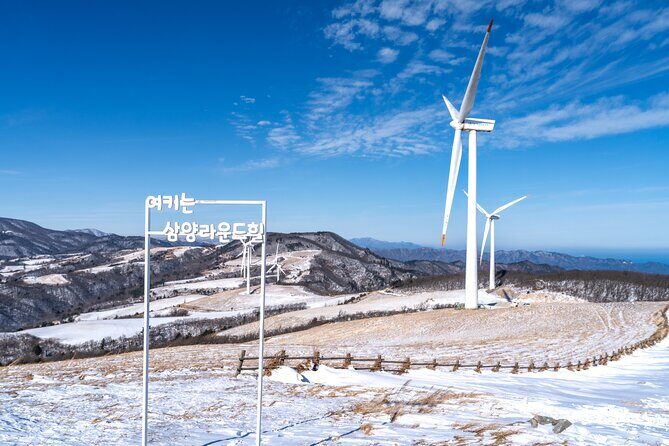 Private Winter Blossom Photo Tour with Free Photo Service - Practical Tips for Your Winter Trip