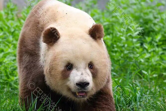 Private Xi'an Half day Panda Qizai Tour - What to Expect on the Tour