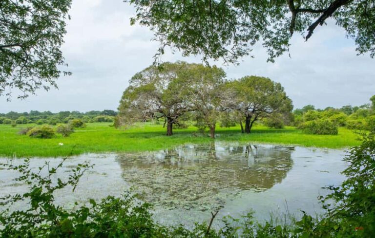 Private Yala Safari from Galle  Eco Jeep Adventure - Wildlife Viewing: What You Might See