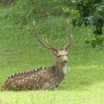 Private Yala Safari Full or Half Day Leopard Tour - Who Should Book This Safari?