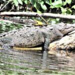 Private YS Falls and Black River Safari from Montego Bay and Grand Palladium - Why This Tour Offers Real Value