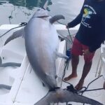 Pro Series Full Day Deep Sea Fishing with Wahooters - The Itinerary in Detail