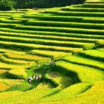 Pu Luong Afternoon Stroll Rice Fields Weaving and Local Life - Insights from Past Travelers