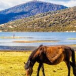 Pudacuo White Water Terrace and Tiger Leaping Gorge Private Tour - Value and Cost Analysis