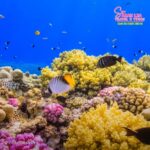 Puerto Galera: Coral Reefs & Island Snorkeling Experience - Final Thoughts: Who Is This Tour Perfect For?