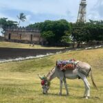 Puerto Plata City Tour Ron Puros Culture and History - Authentic Experiences That Travelers Love