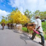 Puerto Plata Historic Town & Countryside - Amber Cove & Taino Bay - Who Should Consider This Tour?