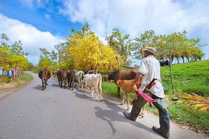 Puerto Plata Historic Town & Countryside - Amber Cove & Taino Bay - Who Should Consider This Tour?