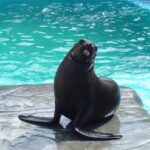 Puerto Plata Ocean World Tickets - Why the Tour Is Worth Considering