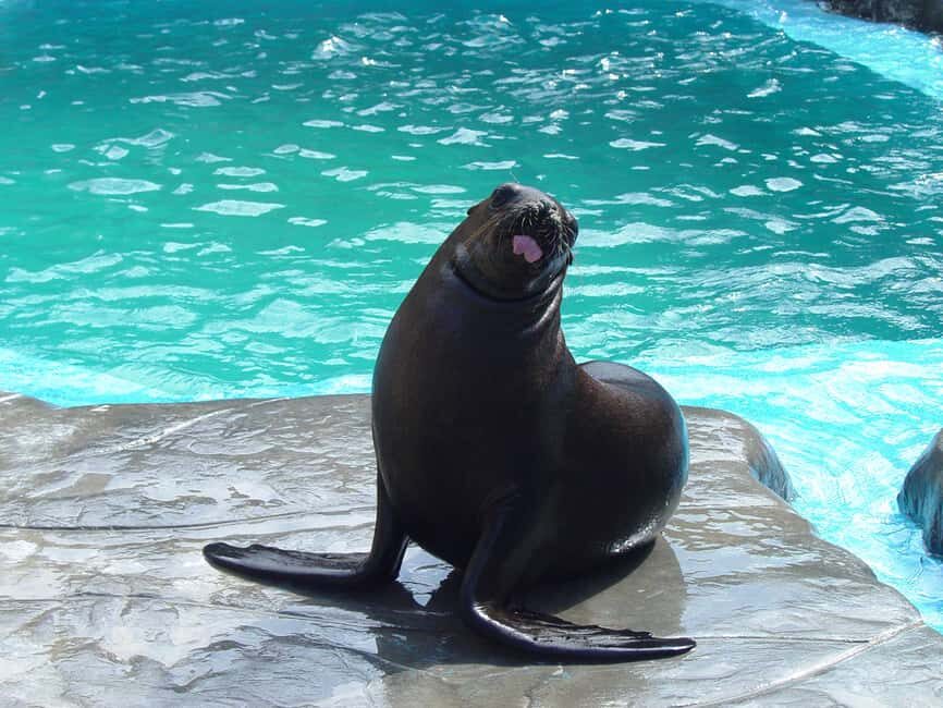 Puerto Plata Ocean World Tickets - Why the Tour Is Worth Considering