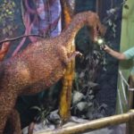 Puerto Plata: Scenic City Tour with Mount Isabel and Lunch - An In-Depth Look at the Puerto Plata Scenic Tour