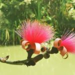 Puerto Plata: Taino Valley and Dominican Flavor Experience - Practical Details and What to Expect