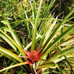 Puerto Plata Trekking - Experience of Nature and Folklore - What’s Included and Practical Tips