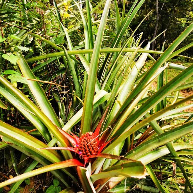 Puerto Plata Trekking - Experience of Nature and Folklore - What’s Included and Practical Tips