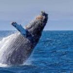 Puerto Plata: Whale Watching & Bacardi Island Day Trip - Who Is This Tour Best For?