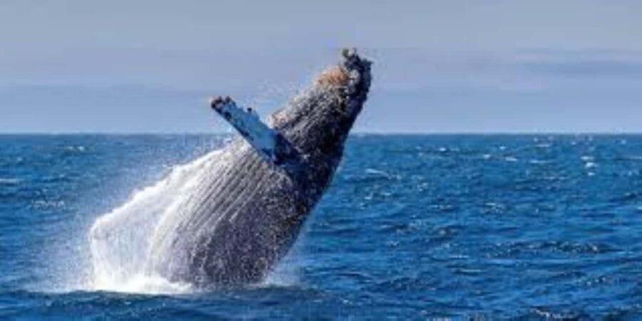 Puerto Plata: Whale Watching & Bacardi Island Day Trip - Who Is This Tour Best For?